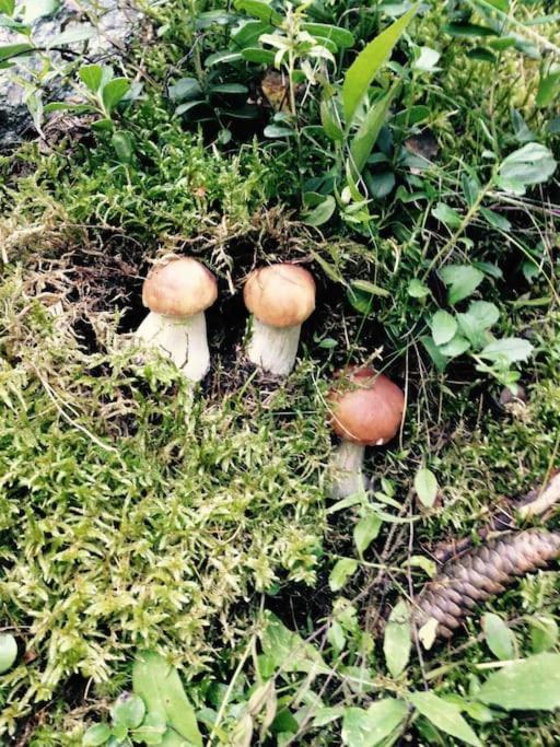 Appartamento Ampio Giardino Adiacente Piste Sci 4/6 Posti Letto La Thuile Exterior foto